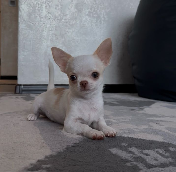 Продается Чихуахуа мини , тип кобби бэби фейс