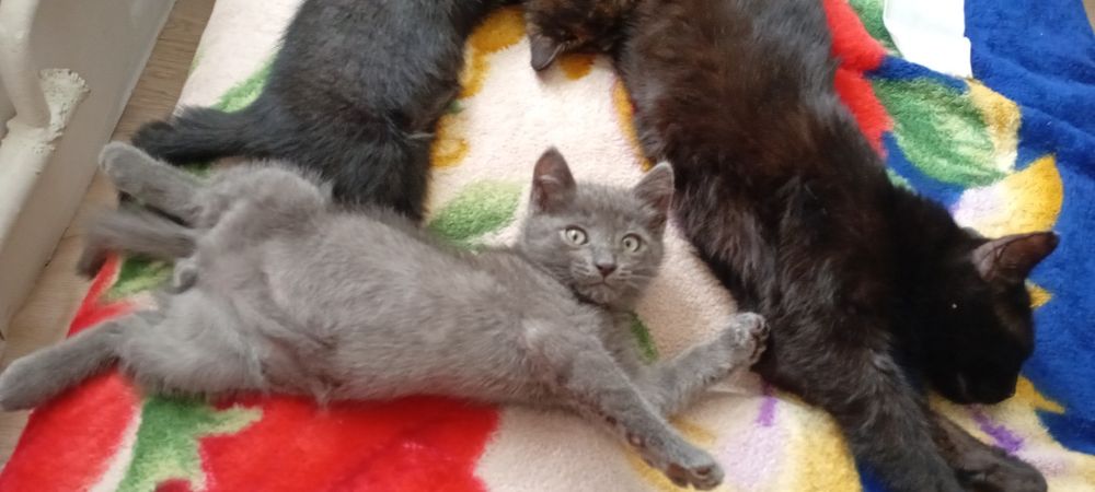 Двухмесячный котенок