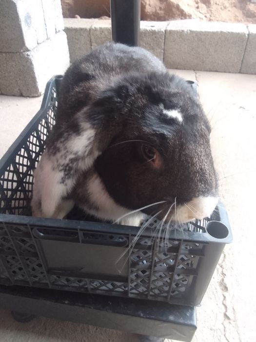 Кролик Коян еркек