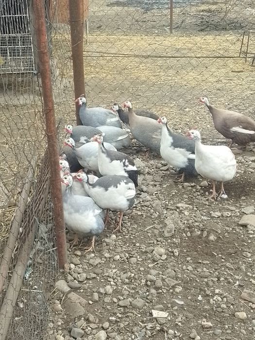 Bibilici femele și masculi de vânzare