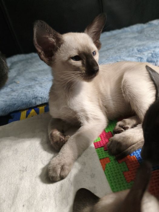 Ориентальные котята