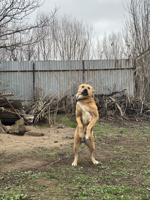 Продам Алабай город Сарыагаш