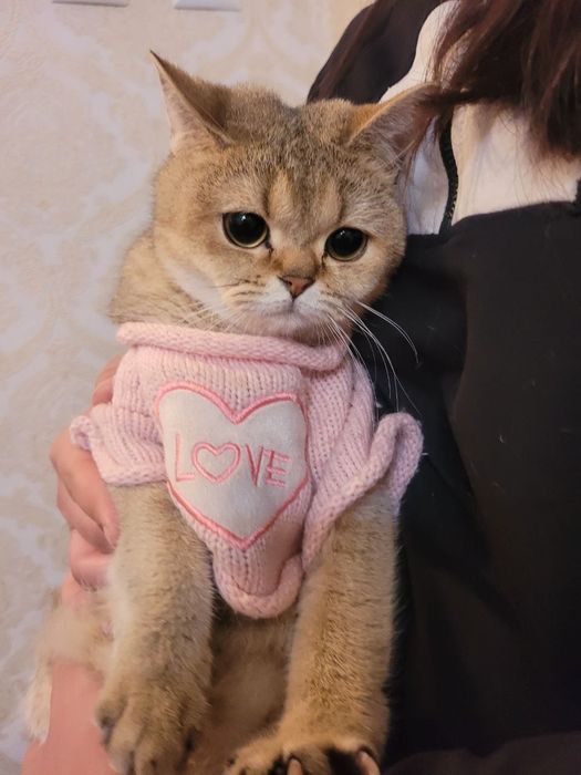 Золотистый британский шиншилла продаётся