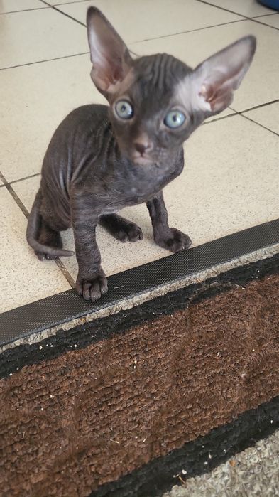 Продам очень умного котёнка