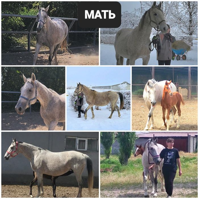 Продам жеребчика