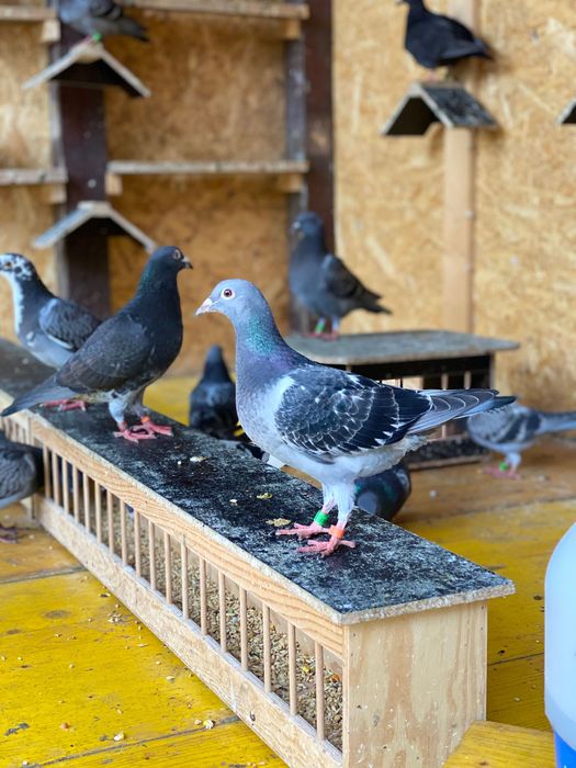 Vand porumbei voiajori