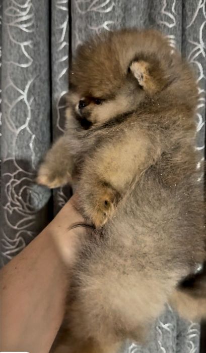 Шпиц померанский