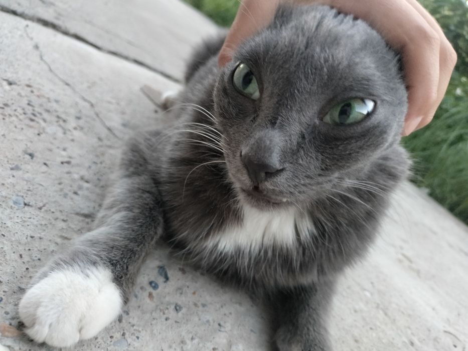 Кошка дам в лучшем руки