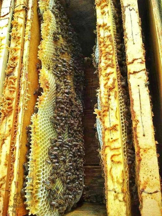 Miere Salcâm/Mană/Polifloră/Rapiță/Fagure/Propolis de la producător