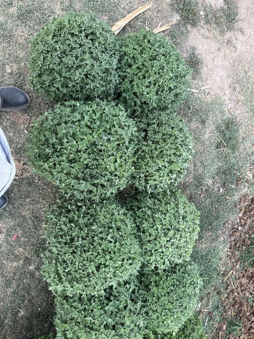 Xirzantema globus gullari sotiladi