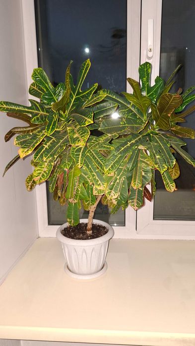 Кротон на три ствола