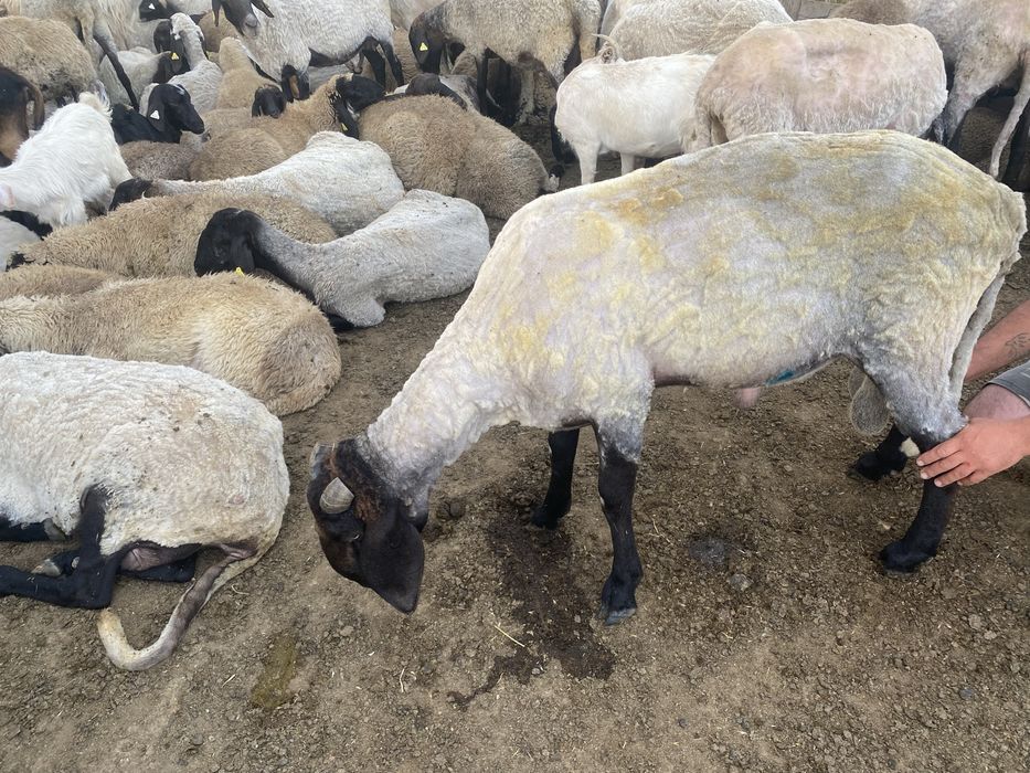 Vand berbec Carabaș