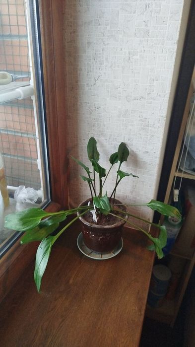 Цветы комнатные домашние