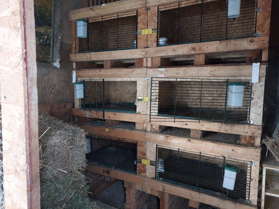 Cuști pentru iepuri