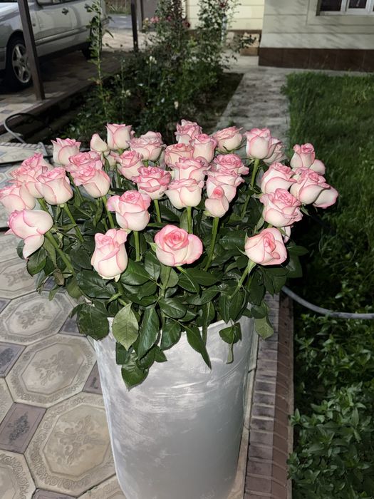 Свежие розы, подаренные сегодня днем