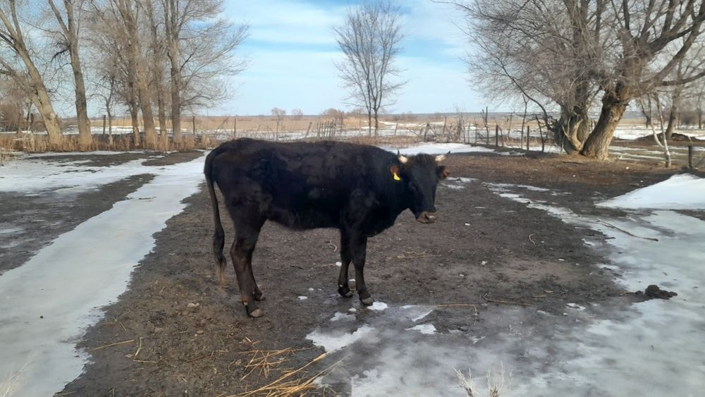 Құнажын сатылады