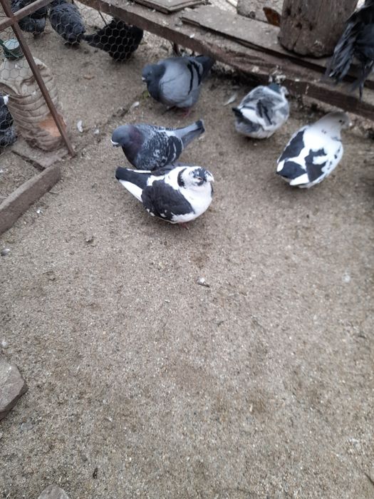 Gaini de rasa Brahma, Herminat deschis, Columbia si negru