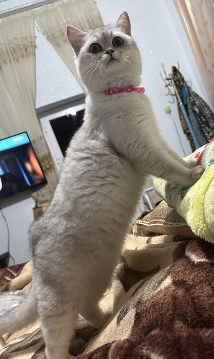 Продается кошка Серебристая шиншилла