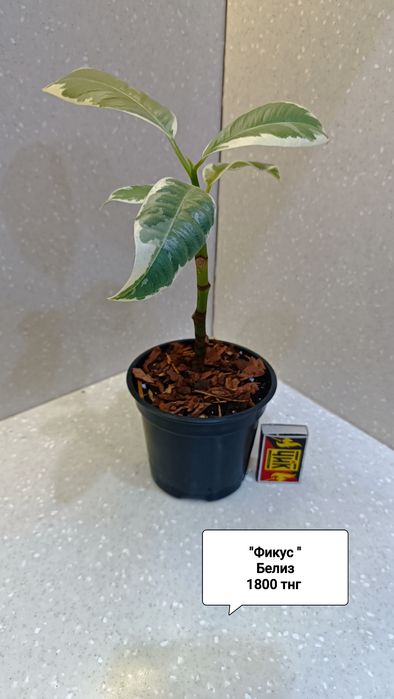 Цветы комнатные  в горшках