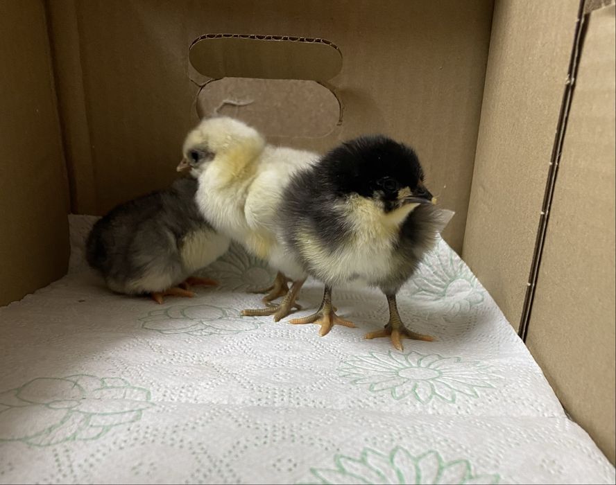 Pui australorp de 1 zi si 7 zile si araucana