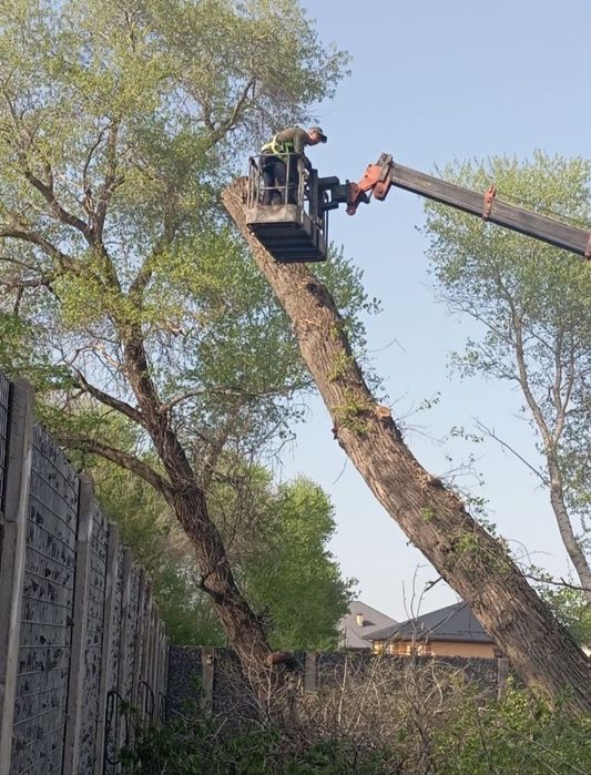 Агаш кесемиз спил деревьев