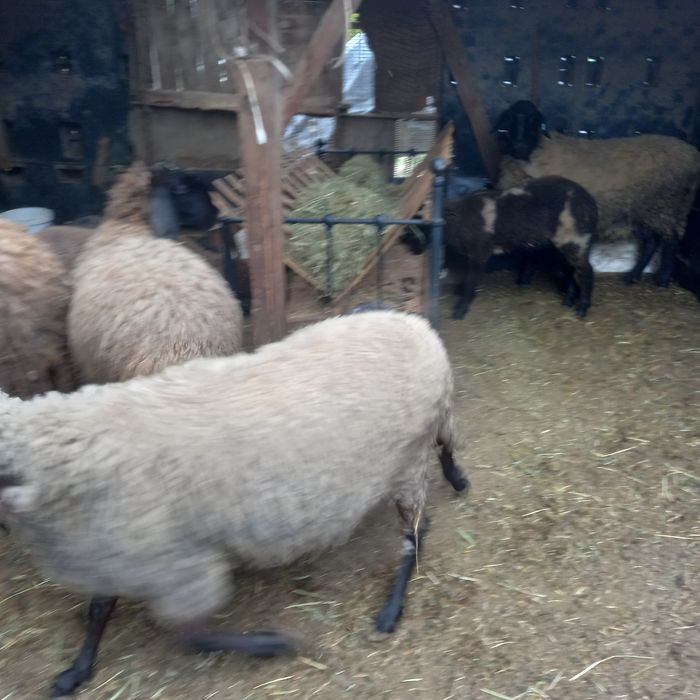 Carabașe bulgărești