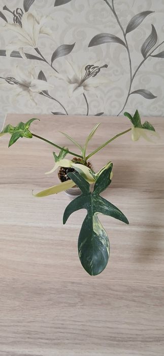 Продам комнатные цветы