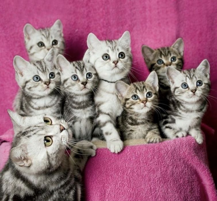 Котятки Милашка!