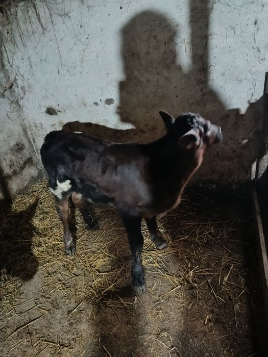 de vânzare 6 viței de rasa