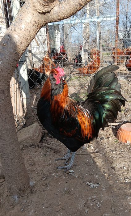 Cocosi metiși de vânzare