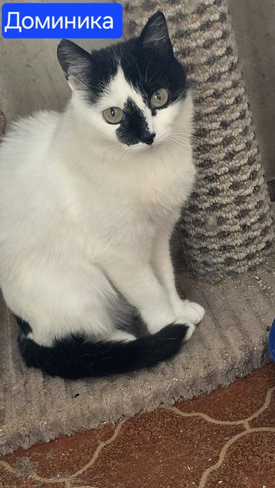 Кошечка Доминика (Мика) с тяжелой судьбой