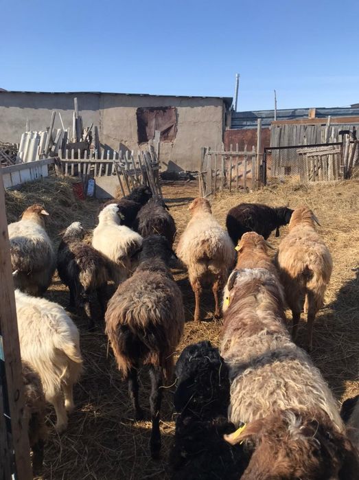 Овцы козы бараны