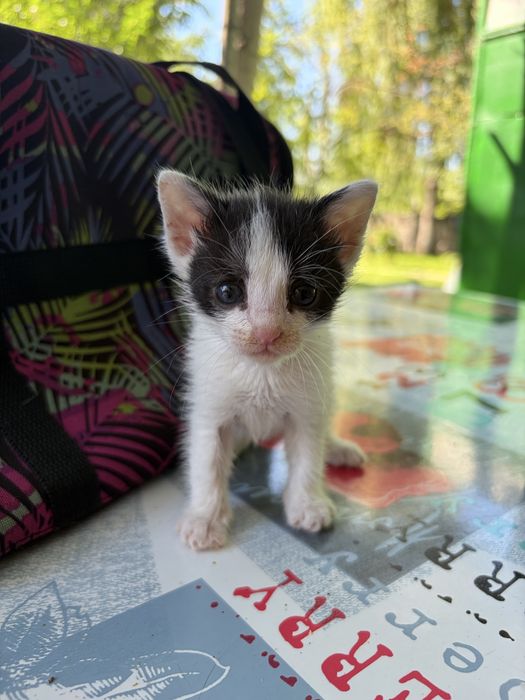 Котята девочки срочно ищут дом!