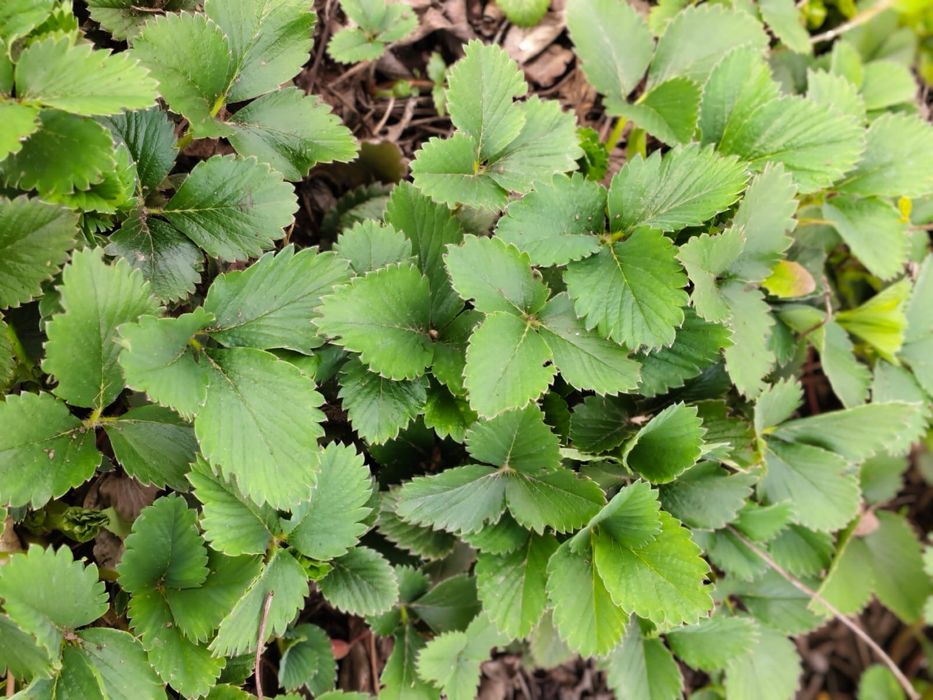 Смородина черная садовая