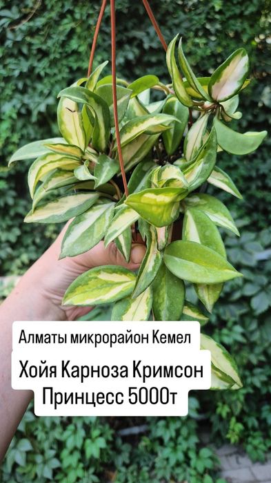 Комнатные растения