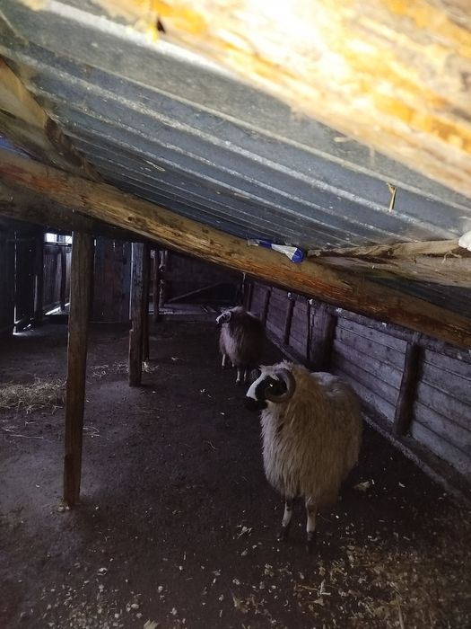 Vând berbeci brezii