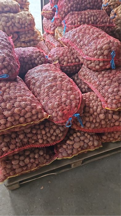 Cartofi de Consum/Animale/ Ceapa alba/rosie