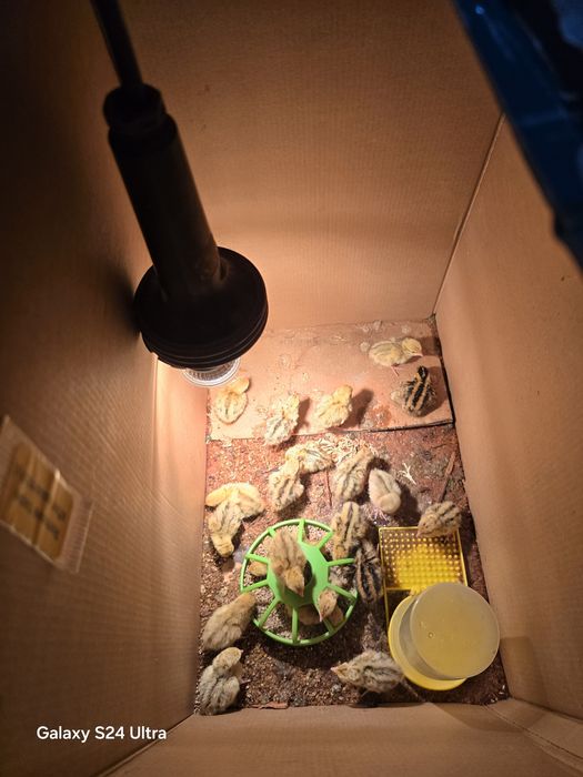 Малки пъдпъдъчета и оплодени яйца