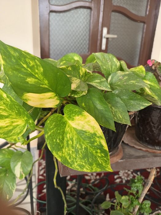 Money Plant, Golden Pothos, Scindapsus, Epipremnum Aureum,Pul guli.