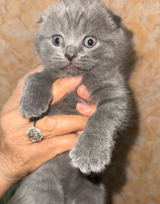 Продам котят породы скоттиш фолд и страйт