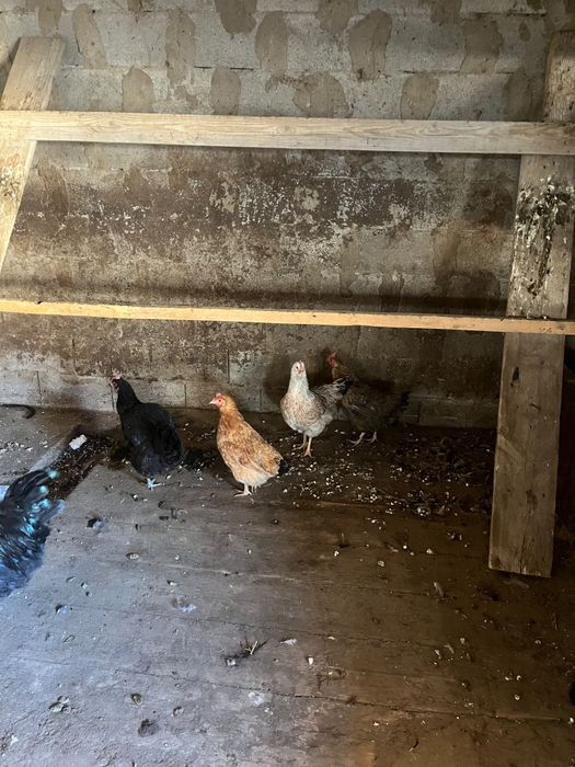 Куритцы 4 продаётся