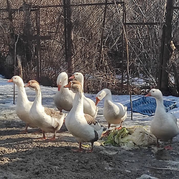 Продам гусынь, не дорого
