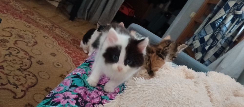 Отдам домашних котят