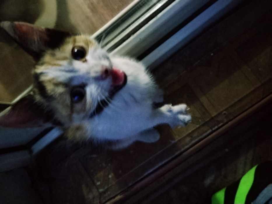 Отдам котенка трехцветный