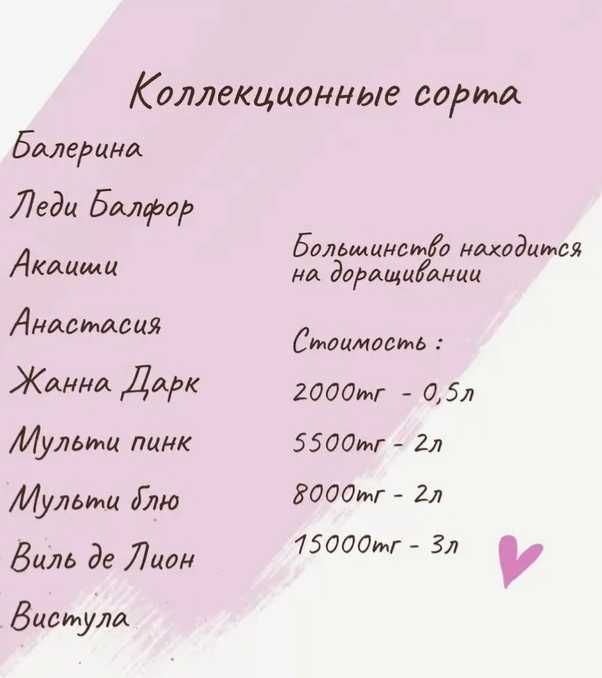 Сортовые клематисы