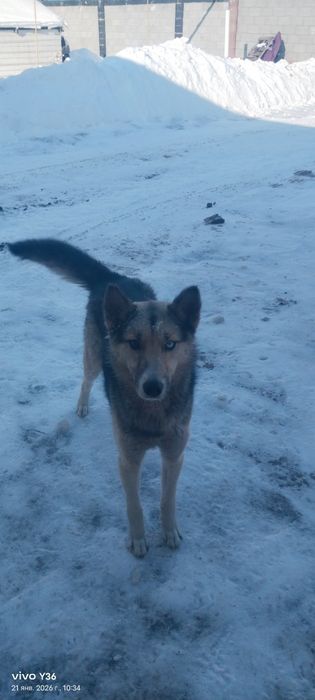 Лайка  кушиктери