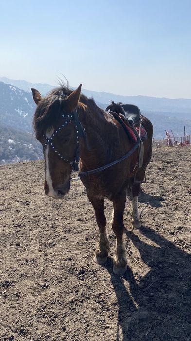 Айгыр жеребец ат лошадь