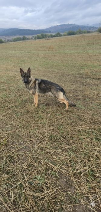 Свободни Немски Овчарки