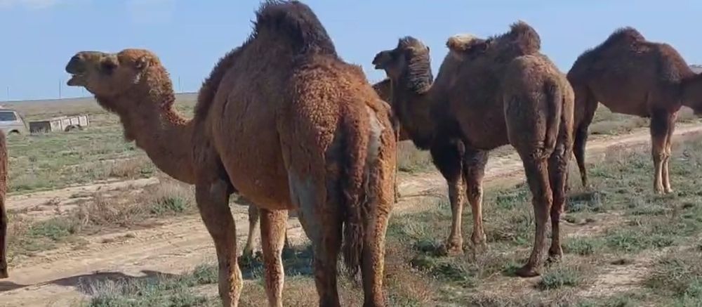 Түйе Нар  (Аруана)