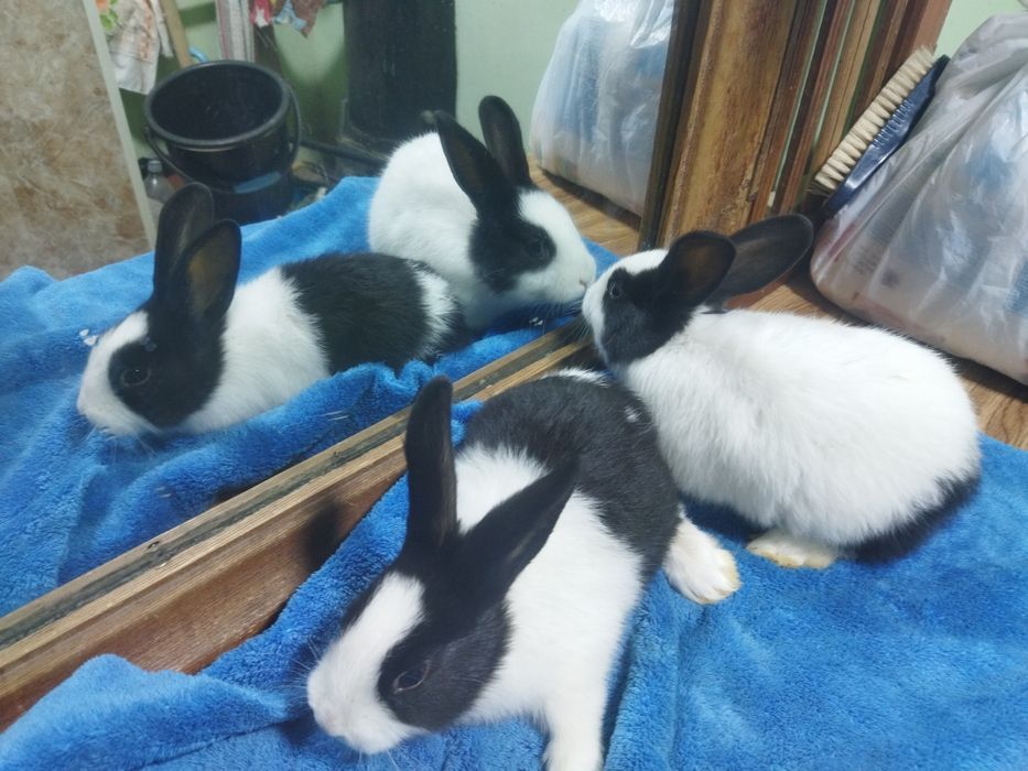 Galland panda bollari sotiladi